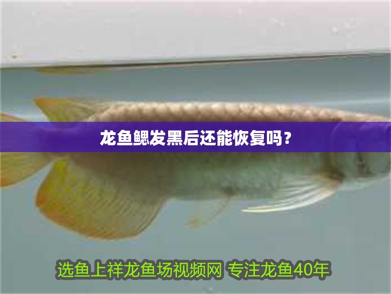 龍魚鰓發黑后還能恢復嗎？ 龍魚鰓發黑后還能恢復嗎？ 龍魚百科