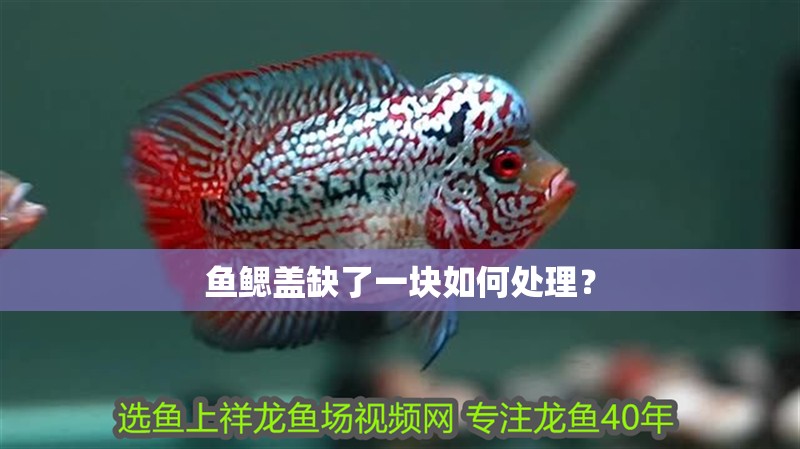 魚鰓蓋缺了一塊如何處理？