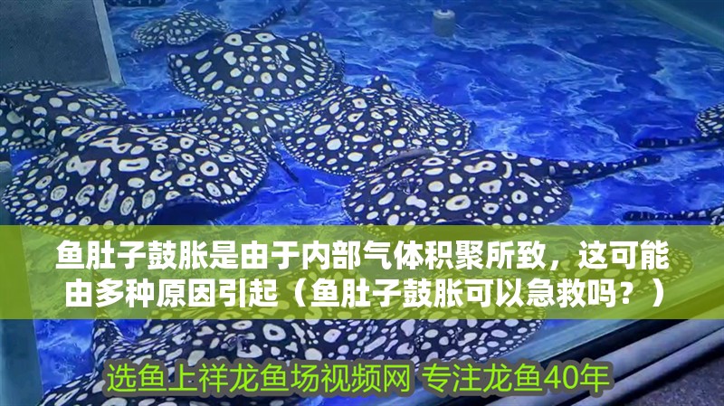 魚肚子鼓脹是由于內部氣體積聚所致，這可能由多種原因引起（魚肚子鼓脹可以急救嗎？）