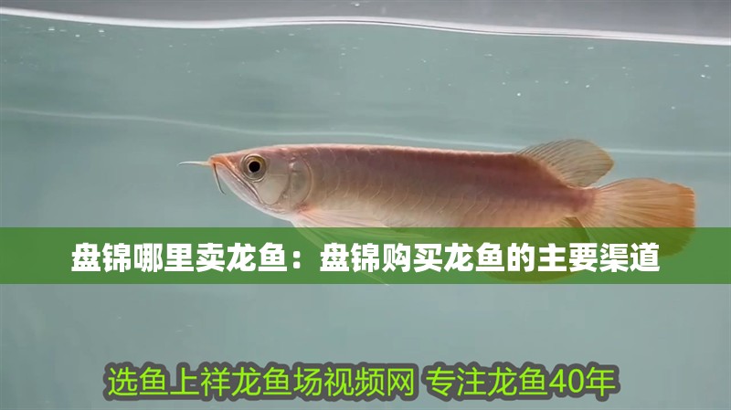 盤錦哪里賣龍魚：盤錦購買龍魚的主要渠道