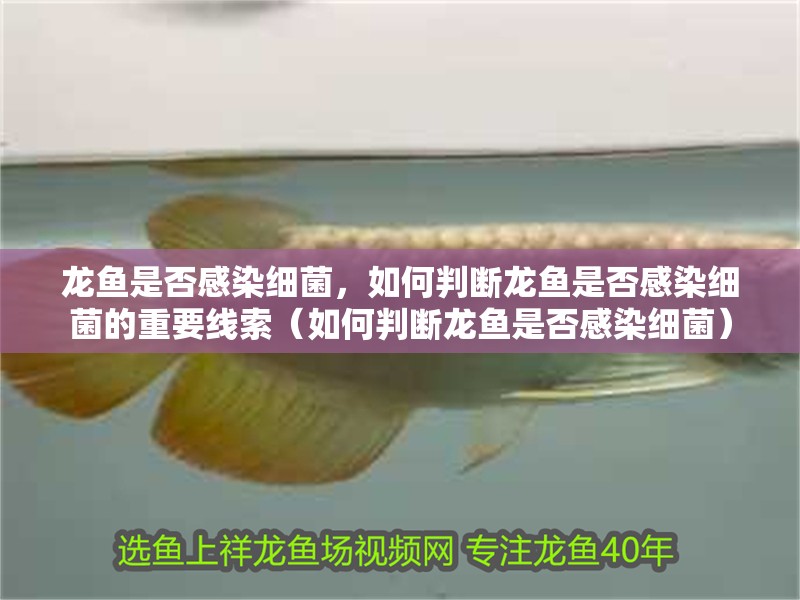 龍魚是否感染細菌，如何判斷龍魚是否感染細菌的重要線索（如何判斷龍魚是否感染細菌）