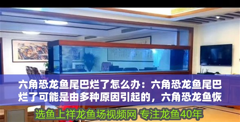 六角恐龍魚尾巴爛了怎么辦：六角恐龍魚尾巴爛了可能是由多種原因引起的，六角恐龍魚恢復健康