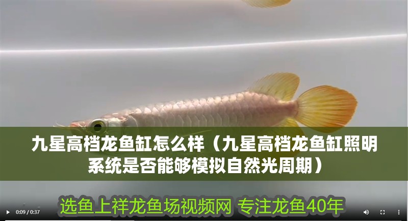 九星高檔龍魚缸怎么樣（九星高檔龍魚缸照明系統是否能夠模擬自然光周期）