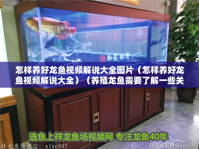 怎樣養好龍魚視頻解說大全圖片（怎樣養好龍魚視頻解說大全）（養殖龍魚需要了解一些關鍵的養殖要點）