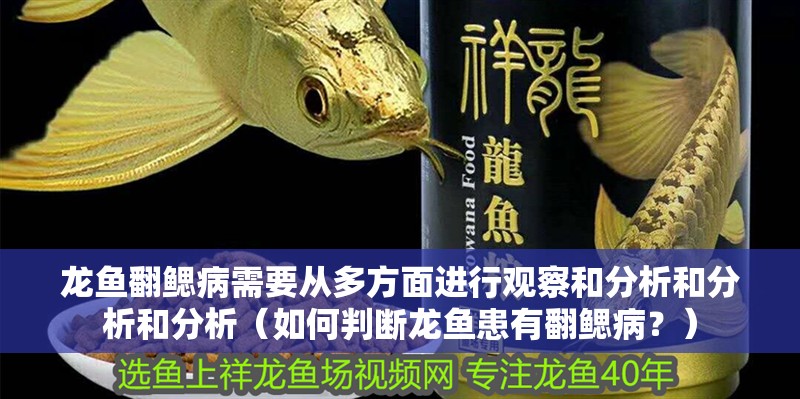 龍魚(yú)翻鰓病需要從多方面進(jìn)行觀察和分析和分析和分析（如何判斷龍魚(yú)患有翻鰓病？）