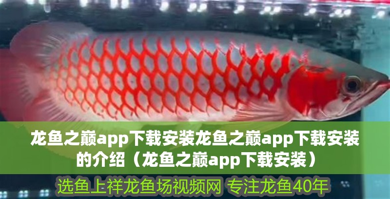 龍魚之巔app下載安裝龍魚之巔app下載安裝的介紹（龍魚之巔app下載安裝）