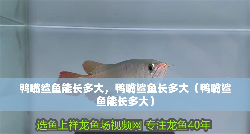 鴨嘴鯊魚能長多大，鴨嘴鯊魚長多大（鴨嘴鯊魚能長多大）