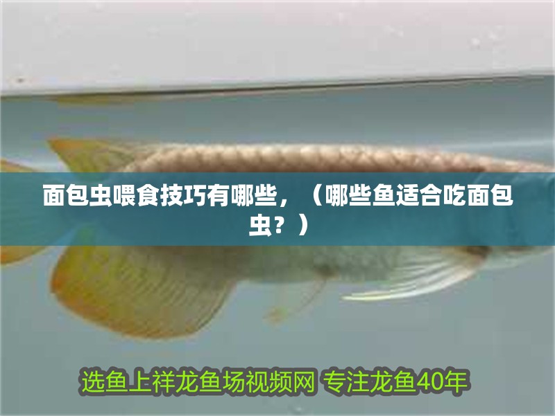 面包蟲喂食技巧有哪些，（哪些魚適合吃面包蟲？）