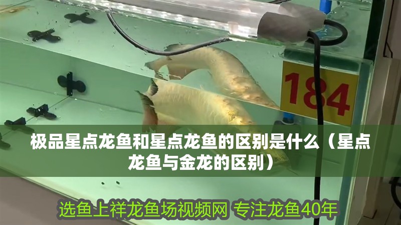 極品星點龍魚和星點龍魚的區別是什么（星點龍魚與金龍的區別）