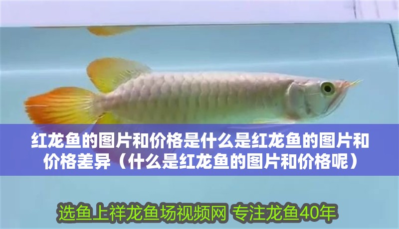 紅龍魚的圖片和價格是什么是紅龍魚的圖片和價格差異（什么是紅龍魚的圖片和價格呢）