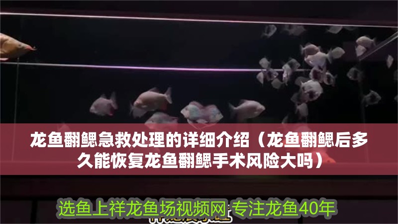 魚缸過濾器選購指南:自制魚缸過濾器魚缸上置過濾器對于養魚愛好者的必備知識 龍魚翻鰓急救處理的詳細介紹(龍魚翻鰓后多久能恢復龍魚翻鰓手術風險大嗎) 龍魚百科 龍魚翻鰓急救處理的詳細介紹(龍魚翻鰓后多久能恢復龍魚翻鰓手術風險大嗎) 龍魚翻鰓急救處理的詳細介紹(龍魚翻鰓后多久能恢復龍魚翻鰓手術風險大嗎) 龍魚百科