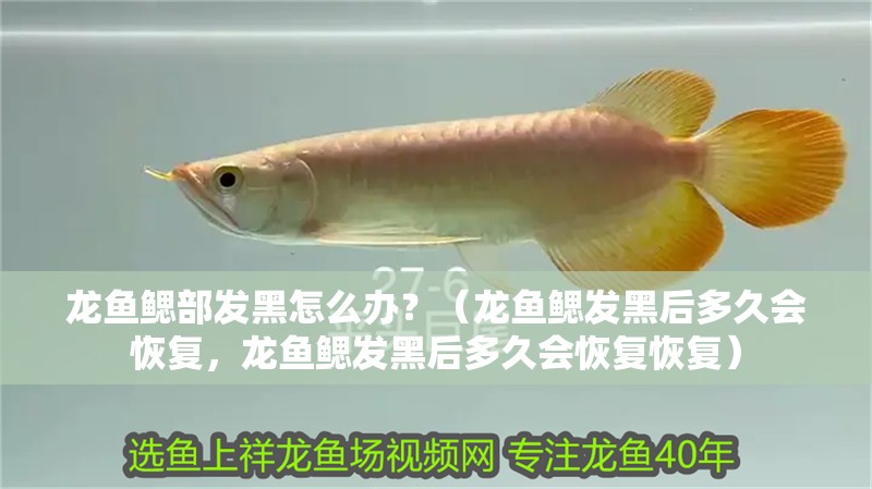 龍魚鰓部發(fā)黑怎么辦？（龍魚鰓發(fā)黑后多久會恢復，龍魚鰓發(fā)黑后多久會恢復恢復）