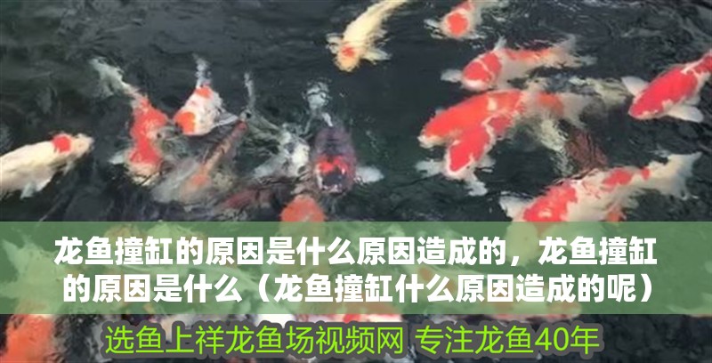 龍魚撞缸的原因是什么原因造成的，龍魚撞缸的原因是什么（龍魚撞缸什么原因造成的呢） 龍魚撞缸的原因是什么原因造成的，龍魚撞缸的原因是什么（龍魚撞缸什么原因造成的呢） 觀賞魚百科