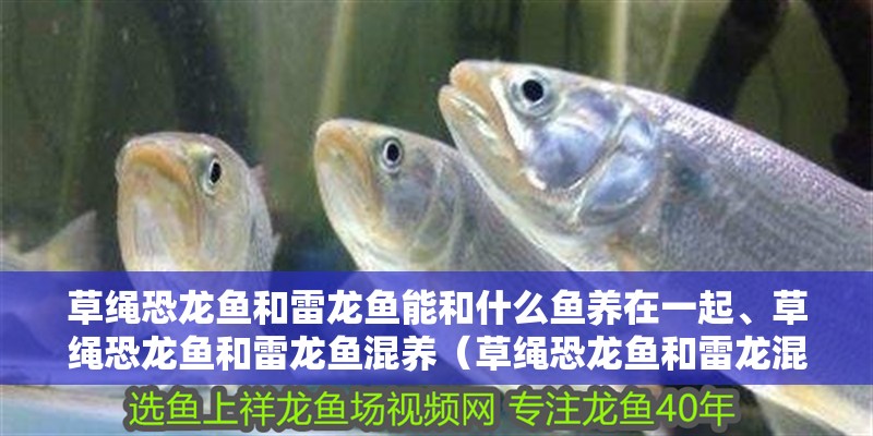 草繩恐龍魚和雷龍魚能和什么魚養(yǎng)在一起、草繩恐龍魚和雷龍魚混養(yǎng)（草繩恐龍魚和雷龍混養(yǎng)）