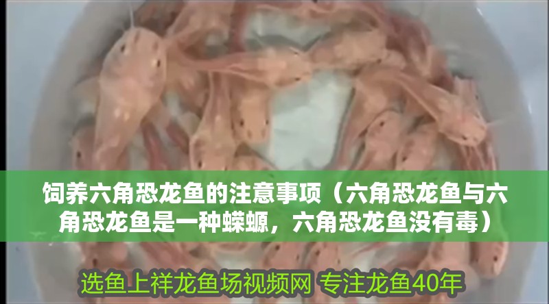 飼養六角恐龍魚的注意事項（六角恐龍魚與六角恐龍魚是一種蠑螈，六角恐龍魚沒有毒）