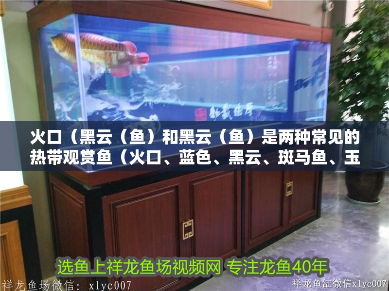 火口（黑云（魚）和黑云（魚）是兩種常見(jiàn)的熱帶觀賞魚（火口、藍(lán)色、黑云、斑馬魚、玉面皇冠怎么養(yǎng)？）