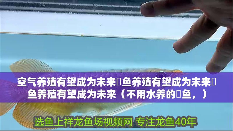 空氣養(yǎng)殖有望成為未來魟魚養(yǎng)殖有望成為未來魟魚養(yǎng)殖有望成為未來（不用水養(yǎng)的魟魚，）
