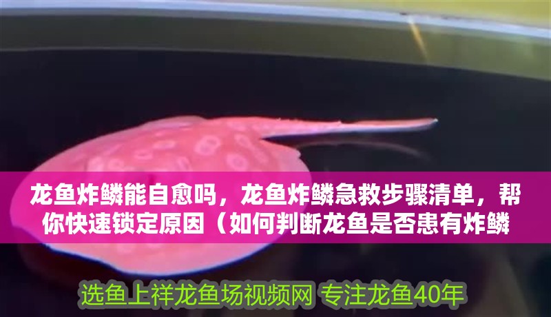 龍魚炸鱗能自愈嗎，龍魚炸鱗急救步驟清單，幫你快速鎖定原因（如何判斷龍魚是否患有炸鱗）