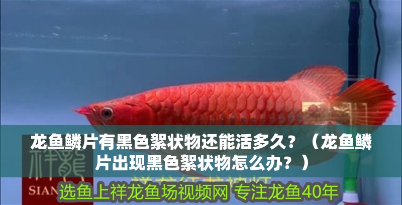 龍魚鱗片有黑色絮狀物還能活多久？（龍魚鱗片出現(xiàn)黑色絮狀物怎么辦？） 龍魚鱗片有黑色絮狀物還能活多久？（龍魚鱗片出現(xiàn)黑色絮狀物怎么辦？） 龍魚百科