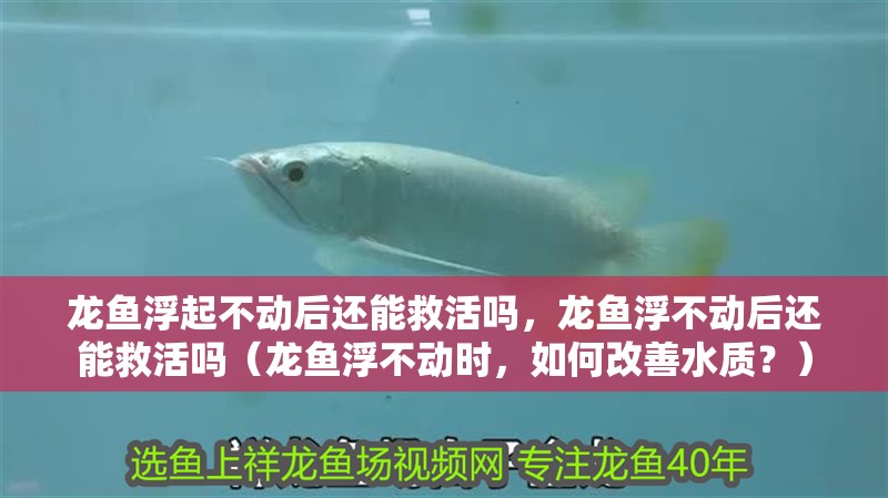龍魚浮起不動后還能救活嗎，龍魚浮不動后還能救活嗎（龍魚浮不動時，如何改善水質？）