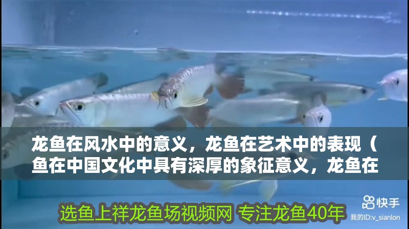 龍魚在風(fēng)水中的意義，龍魚在藝術(shù)中的表現(xiàn)（魚在中國(guó)文化中具有深厚的象征意義，龍魚在風(fēng)水中的意義）