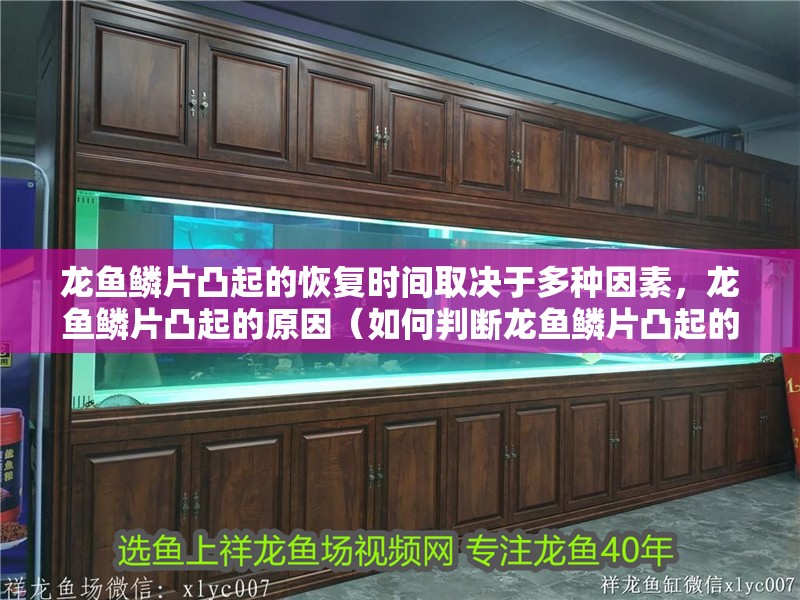 龍魚鱗片凸起的恢復(fù)時間取決于多種因素，龍魚鱗片凸起的原因（如何判斷龍魚鱗片凸起的原因？）