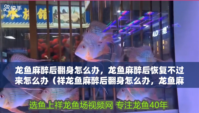 龍魚麻醉后翻身怎么辦，龍魚麻醉后恢復不過來怎么辦（祥龍魚麻醉后翻身怎么辦，龍魚麻醉后恢復不過來怎么辦）