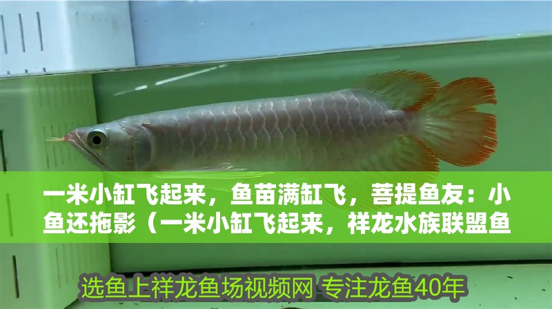 一米小缸飛起來(lái)，魚苗滿缸飛，菩提魚友：小魚還拖影（一米小缸飛起來(lái)，祥龍水族聯(lián)盟魚友怎么評(píng)論的）