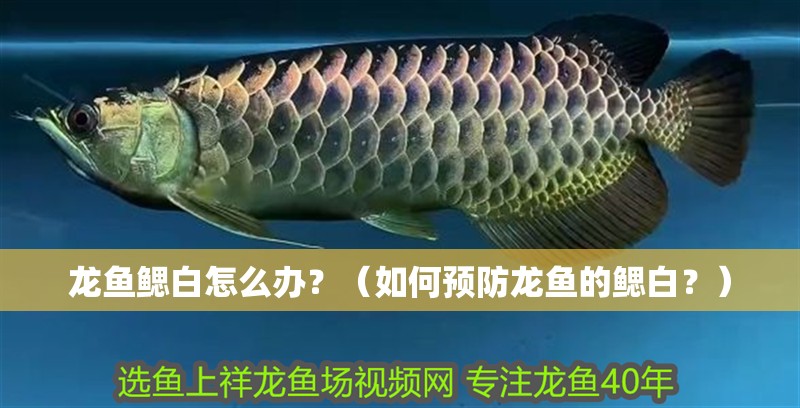 龍魚鰓白怎么辦？（如何預防龍魚的鰓白？）