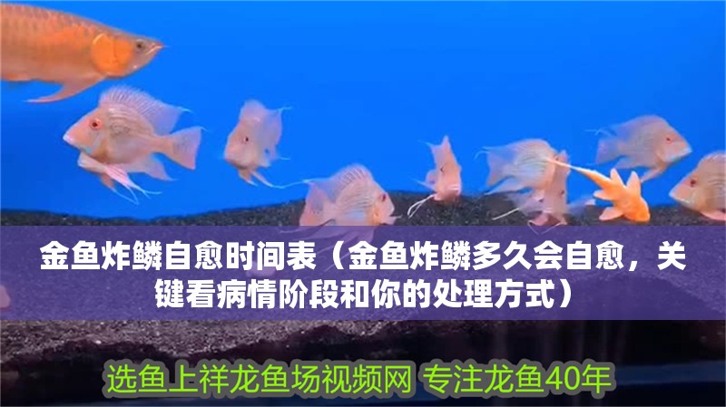 金魚(yú)炸鱗自愈時(shí)間表（金魚(yú)炸鱗多久會(huì)自愈，關(guān)鍵看病情階段和你的處理方式）