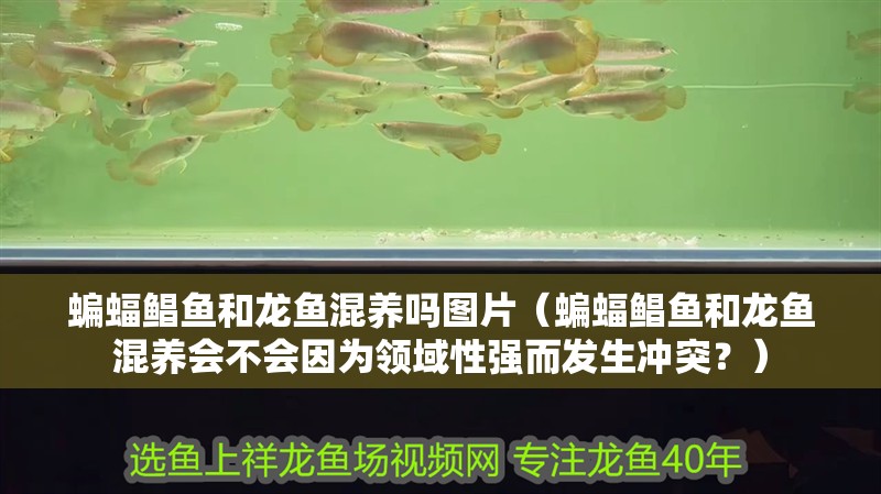 蝙蝠鯧魚和龍魚混養嗎圖片（蝙蝠鯧魚和龍魚混養會不會因為領域性強而發生沖突？）
