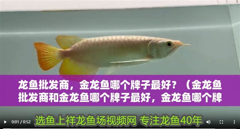 龍魚批發商，金龍魚哪個牌子最好？（金龍魚批發商和金龍魚哪個牌子最好，金龍魚哪個牌子最好）