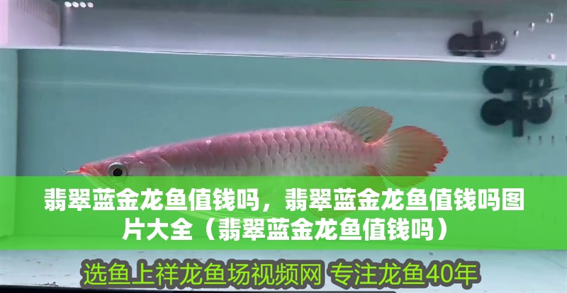 翡翠藍金龍魚值錢嗎，翡翠藍金龍魚值錢嗎圖片大全（翡翠藍金龍魚值錢嗎）