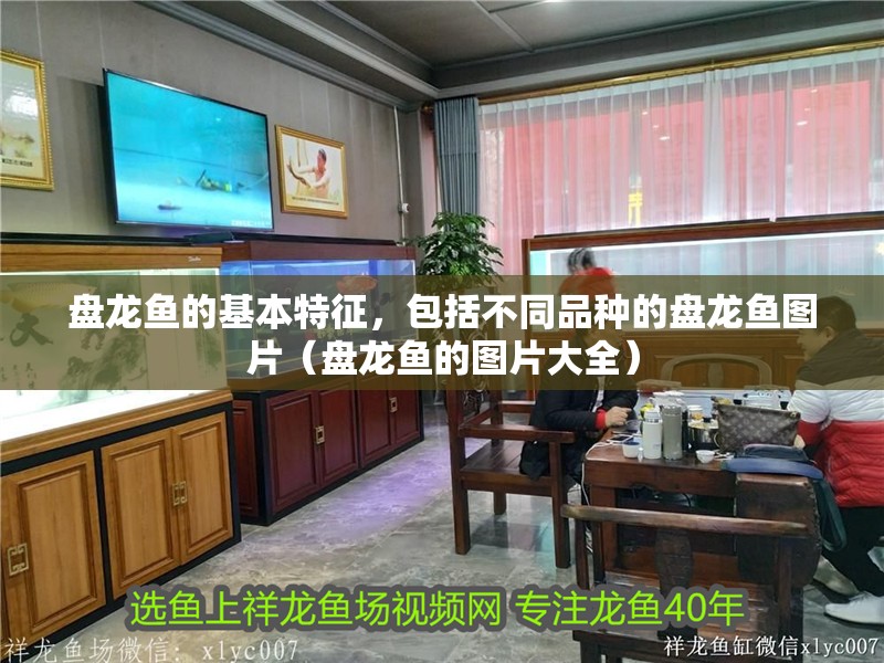 盤龍魚的基本特征，包括不同品種的盤龍魚圖片（盤龍魚的圖片大全）