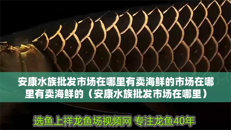 安康水族批發(fā)市場(chǎng)在哪里有賣海鮮的市場(chǎng)在哪里有賣海鮮的（安康水族批發(fā)市場(chǎng)在哪里）