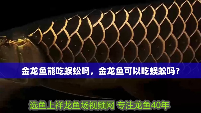 金龍魚能吃蜈蚣嗎，金龍魚可以吃蜈蚣嗎？