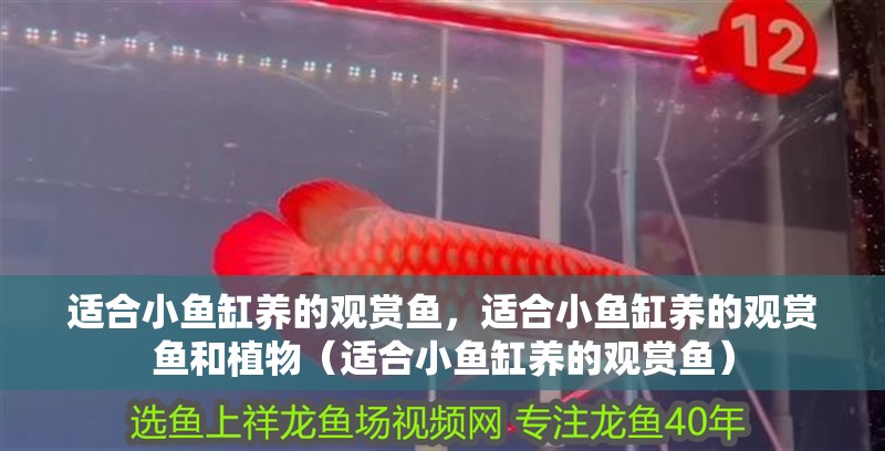 適合小魚缸養的觀賞魚，適合小魚缸養的觀賞魚和植物（適合小魚缸養的觀賞魚）