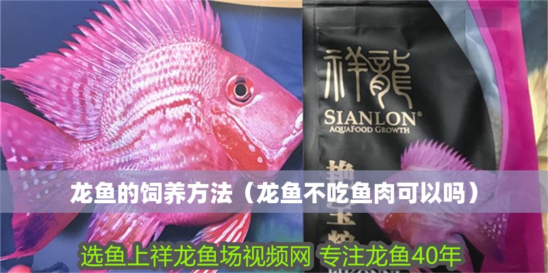 龍魚的飼養(yǎng)方法（龍魚不吃魚肉可以嗎）
