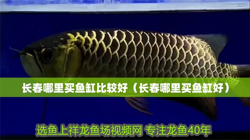 長春哪里買魚缸比較好（長春哪里買魚缸好）