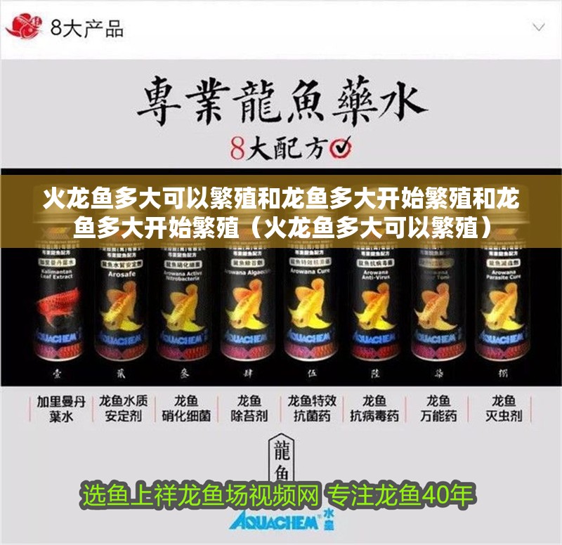 火龍魚多大可以繁殖和龍魚多大開始繁殖和龍魚多大開始繁殖（火龍魚多大可以繁殖）