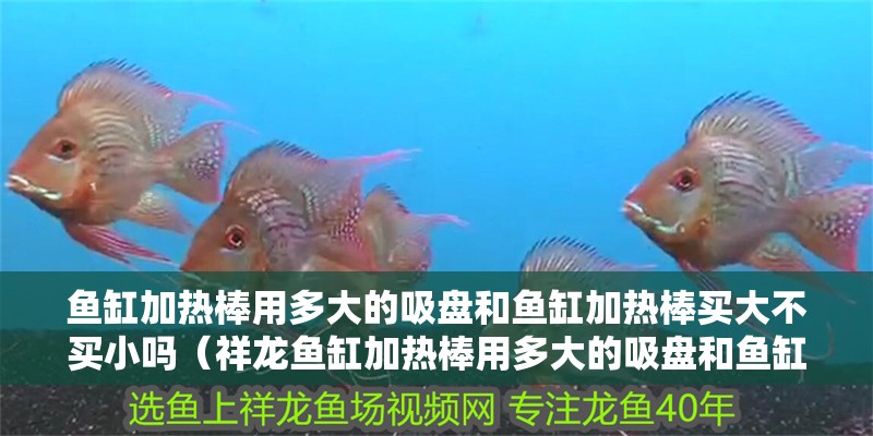 魚缸加熱棒用多大的吸盤和魚缸加熱棒買大不買小嗎（祥龍魚缸加熱棒用多大的吸盤和魚缸加熱棒買大不買小嗎）