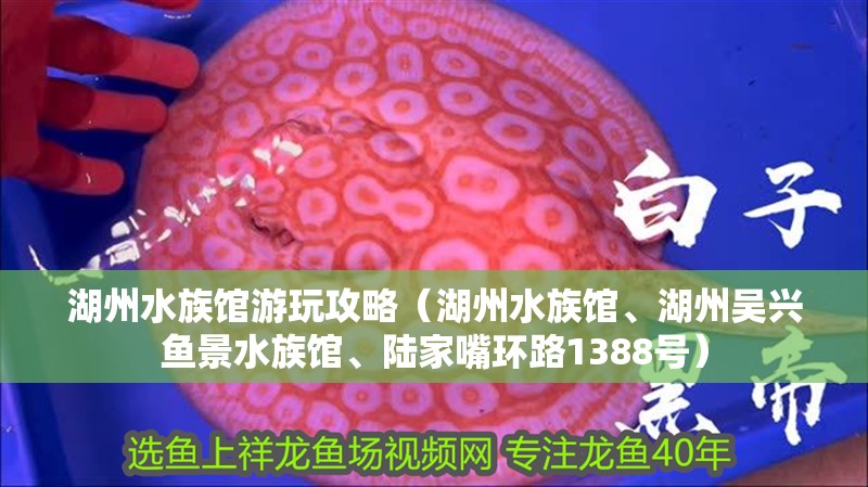 湖州水族館游玩攻略（湖州水族館、湖州吳興魚景水族館、陸家嘴環(huán)路1388號(hào)）