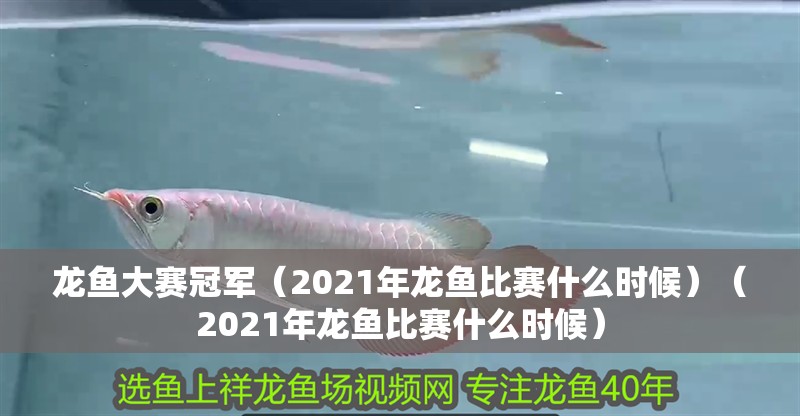 龍魚大賽冠軍（2021年龍魚比賽什么時候）（2021年龍魚比賽什么時候）
