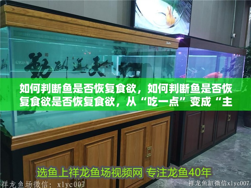 如何判斷魚是否恢復食欲，如何判斷魚是否恢復食欲是否恢復食欲，從“吃一點”變成“主動要”