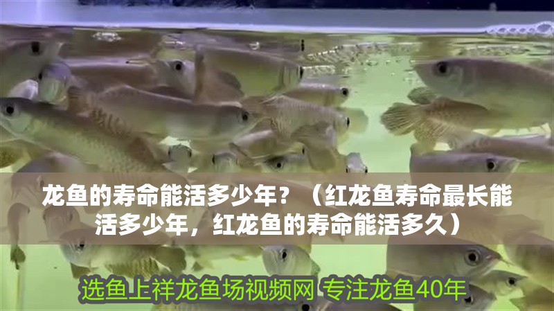 龍魚的壽命能活多少年？（紅龍魚壽命最長能活多少年，紅龍魚的壽命能活多久）