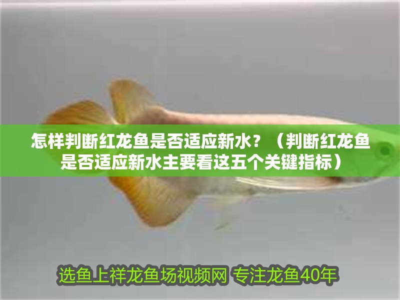 怎樣判斷紅龍魚是否適應(yīng)新水？（判斷紅龍魚是否適應(yīng)新水主要看這五個關(guān)鍵指標(biāo)）