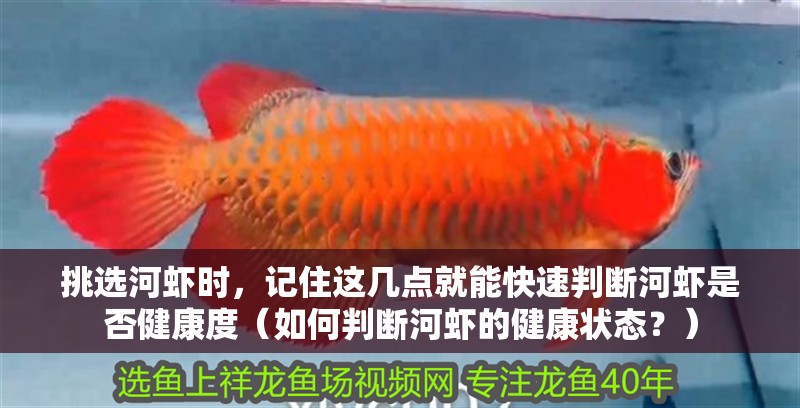 挑選河蝦時，記住這幾點就能快速判斷河蝦是否健康度（如何判斷河蝦的健康狀態？）