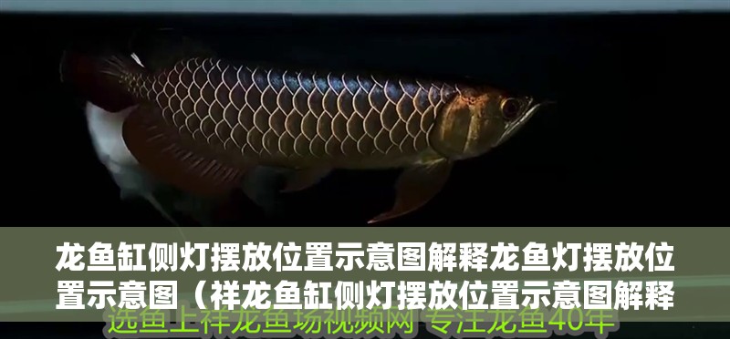 龍魚缸側燈擺放位置示意圖解釋龍魚燈擺放位置示意圖（祥龍魚缸側燈擺放位置示意圖解釋龍魚燈擺放位置示意圖） 龍魚缸側燈擺放位置示意圖解釋龍魚燈擺放位置示意圖（祥龍魚缸側燈擺放位置示意圖解釋龍魚燈擺放位置示意圖） 觀賞魚百科