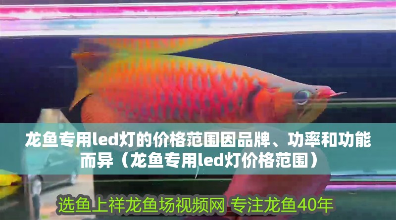 龍魚專用led燈的價格范圍因品牌、功率和功能而異（龍魚專用led燈價格范圍）