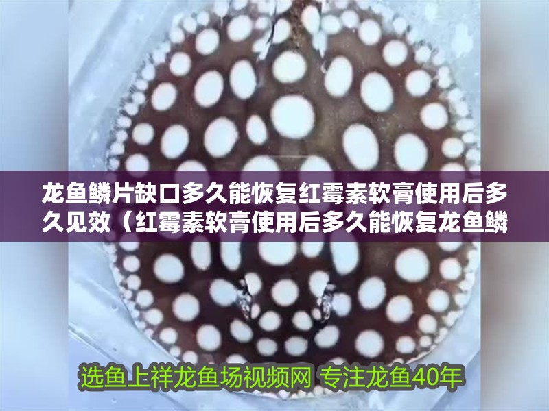 龍魚鱗片缺口多久能恢復紅霉素軟膏使用后多久見效（紅霉素軟膏使用后多久能恢復龍魚鱗片缺口多久能恢復）
